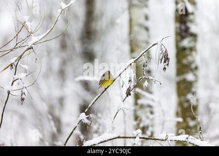 Forêt enneigée avec un Yellowhammer sur une branche Banque D'Images