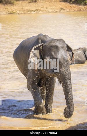 Paysage subtropical sec sur une île. Une famille d'éléphants cherche à se rafraîchir dans un point d'eau abrité. Petit troupeau dans le parc national de Yala, Sri Lanka Banque D'Images