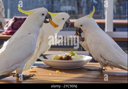 Les cacatoès à crête soufrée apprécient un bon repas, Lorne, Victoria, Australie, Océanie Banque D'Images