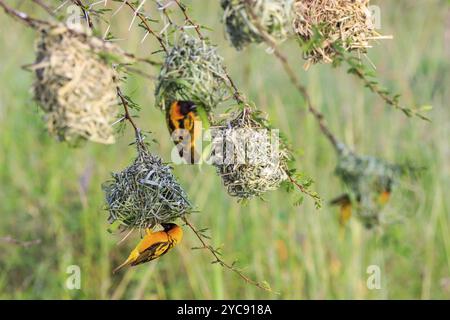 Colonie de Village weaver nids tissés et les oiseaux Banque D'Images