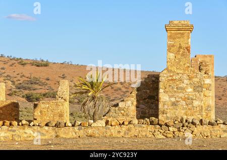 Palmier dans les ruines de la gare de Kanyaka, Flinders Ranges, Australie méridionale, Océanie Banque D'Images