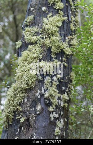 Tronc de pin avec mousse et lichens dans une forêt de conifères Banque D'Images