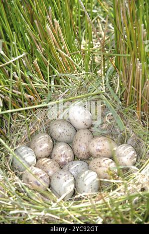 Œufs pondus par un écouvillon ou un pukeko (Porphryio porphyrio), Côte Ouest, Île du Sud, Nouvelle-Zélande, Océanie Banque D'Images