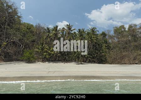 Plage tropicale de palmiers sur l'île de cebaco panama Banque D'Images