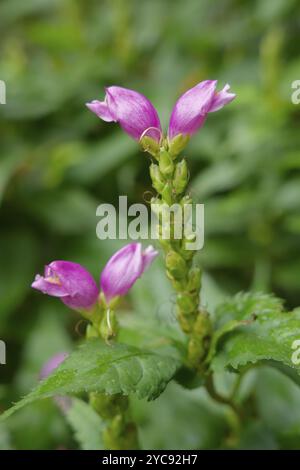 Chelone obliqua (Chelone obliqua), parc municipal, terrain agricole, parc, Schwaebisch Hall, Hohenlohe, Kochertal, Kocher, Bade-Wuertemberg, Allemagne, Europe Banque D'Images