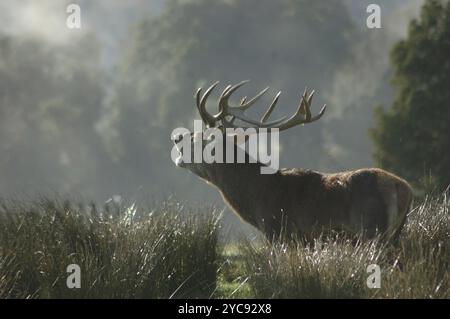 Cerf rouge à 13 pointes rugissant dans le brouillard matinal, Côte Ouest, Île du Sud, Nouvelle-Zélande, Océanie Banque D'Images