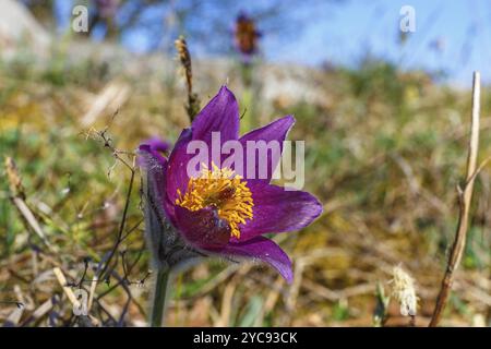 Gros plan sur une fleur de Pasque sur un pré dans printemps Banque D'Images