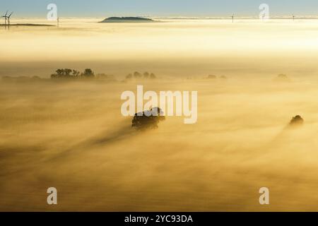 Arbre dans le brouillard sur les champs du lever du soleil Banque D'Images