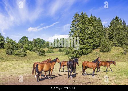 Beaux chevaux d'équitation dans un pâturage à la campagne Banque D'Images