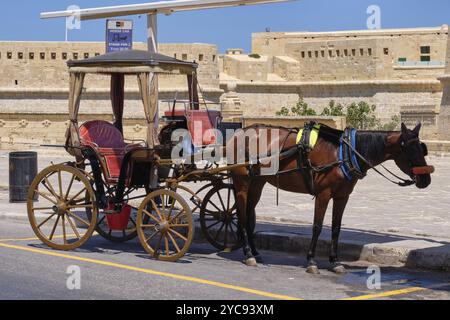 Calèche à cheval attendant les touristes, la Valette, Malte, Europe Banque D'Images