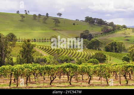 Vignobles pittoresques dans la Hunter Valley, Mount View, Nouvelle-Galles du Sud, Australie, Océanie Banque D'Images