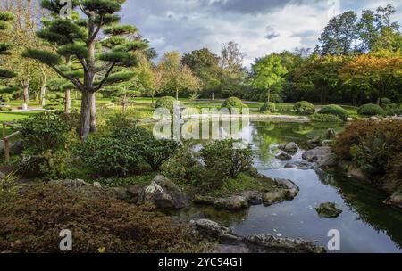 Vue imprenable sur un petit jardin japonais avec étang, pierres et bonsaï en pin, dans le Nordpark à Duesseldorf Banque D'Images
