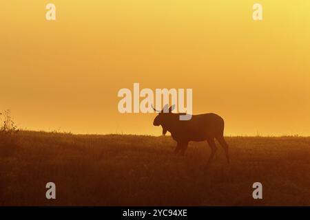 Aube lumière avec un orignal mâle marche sur un pré Banque D'Images