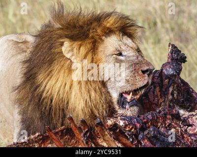 Lion mâle à sa mort sur la savane Banque D'Images