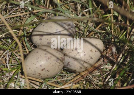 Œufs pondus par un écouvillon ou un pukeko (Porphryio porphyrio), Côte Ouest, Île du Sud, Nouvelle-Zélande, Océanie Banque D'Images