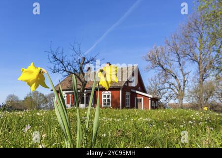 Les jonquilles dans un jardin au printemps avec un red cottage Banque D'Images