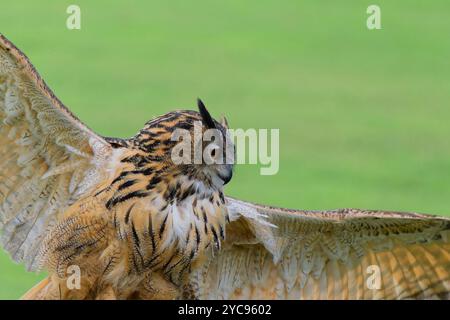 Hibou grand-duc Banque D'Images