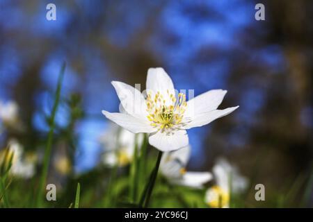 Fermer jusqu'à une anémone des bois à fleurs printemps Banque D'Images