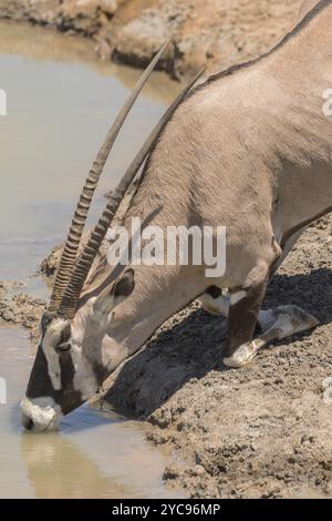 L'antilope d'Oryx se rafraîchit dans le trou d'eau du nord de la Namibie Banque D'Images