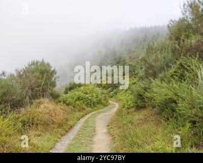 Premiers pas sur le Camino en Galice dans le brouillard du matin, O'Cebreiro, Galice, Espagne, Europe Banque D'Images