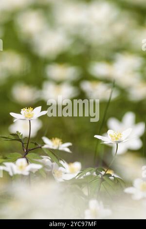 Anémones de bois en floraison précoce au printemps Banque D'Images