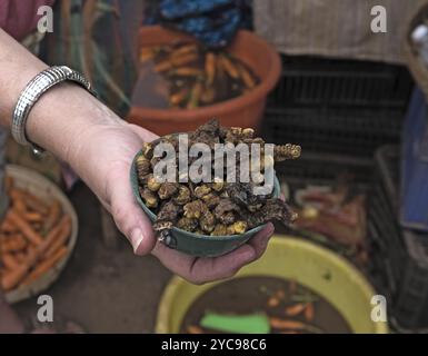 Main avec des billets et un petit bol de chenilles en mopane grillé, Gonimbrasia belina au marché de livingstone, Zambie, Afrique Banque D'Images