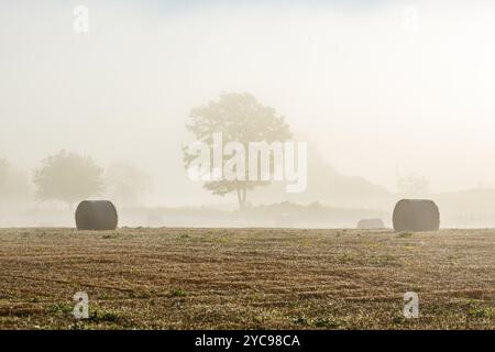 Le brouillard du matin sur un champ à balles rondes Banque D'Images