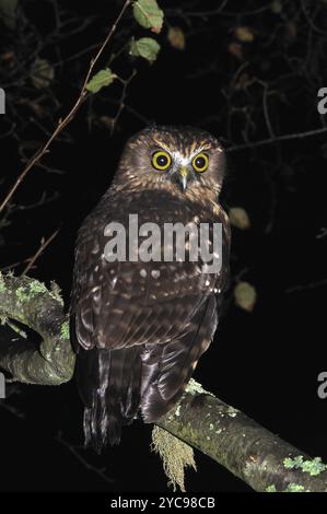 Hibou indigène de Nouvelle-Zélande, le porc de mer, Ninox novaeseelandiae Banque D'Images