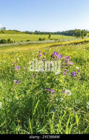 Fleurs de canneberges et de buttercups en bois dans un pré sur le campagne Banque D'Images