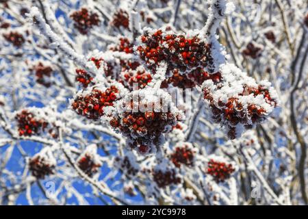 Rowan berries congelé sur un arbre Banque D'Images