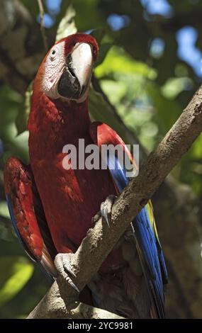 Perroquet rouge et vert s'asseoir sur une branche d'arbre Panama Banque D'Images