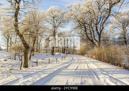 Route d'hiver de neige dans les bois Banque D'Images