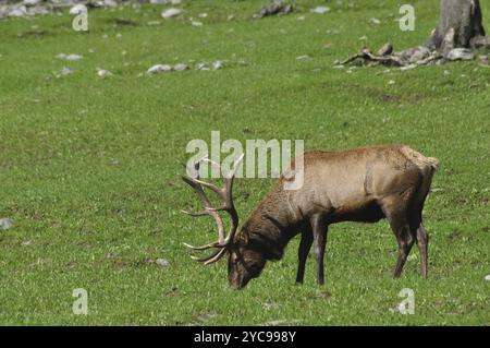 Cerf rouge à 13 pointes, Cervus Elephus, pâturant sur la côte ouest, Île du Sud, Nouvelle-Zélande, Océanie Banque D'Images