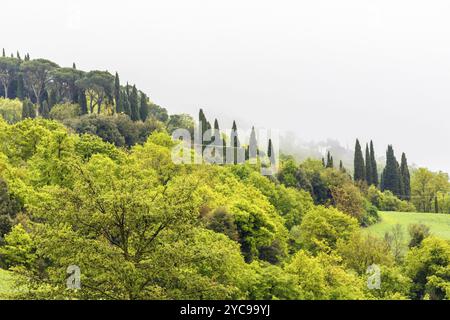 Forêt de feuillus avec des cimes des arbres sur une colline avec brouillard Banque D'Images