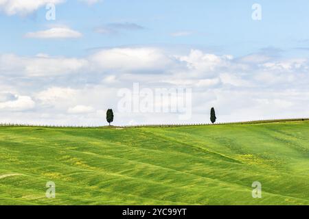 Cyprès Solitaire sur la colline, dans le domaine Banque D'Images
