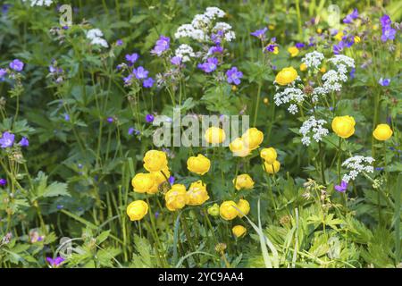 La floraison des fleurs et globe géranium sanguin bois sur un pré Banque D'Images