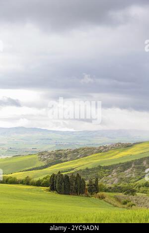 Vue sur une vallée de champs et de cyprès Banque D'Images