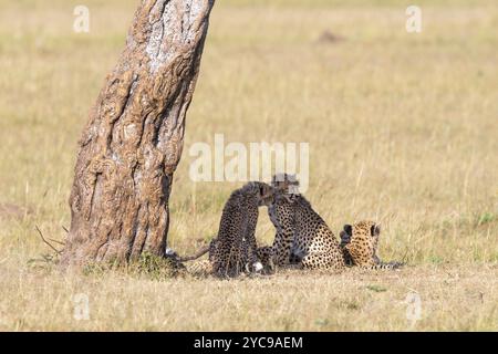 Guépard avec de jeunes oursons sous un arbre à l'ombre sur la savane Banque D'Images