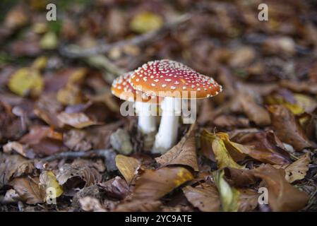 Deux mouches agariques (Amanita muscaria), dans les feuilles d'automne Banque D'Images