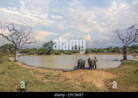 Paysage subtropical sec sur une île. Une famille d'éléphants cherche à se rafraîchir dans un point d'eau abrité. Petit troupeau dans le parc national de Yala, Sri Lanka Banque D'Images