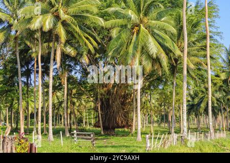 Arbres Banyan dans une plantation de palmiers de cocotiers, Espiritu Santo, Vanuatu, Océanie Banque D'Images