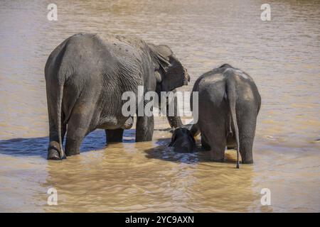 Paysage subtropical sec sur une île. Une famille d'éléphants cherche à se rafraîchir dans un point d'eau abrité. Petit troupeau dans le parc national de Yala, Sri Lanka Banque D'Images