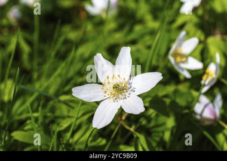 Fermer jusqu'à une anémone des bois fleur sur un pré Banque D'Images