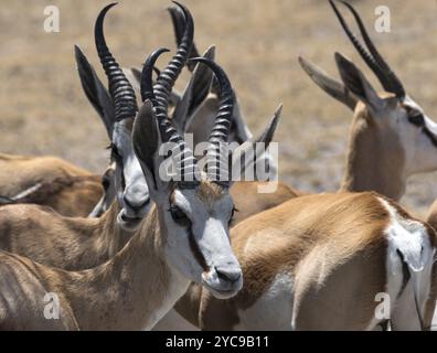 Un groupe de mâles Impala Antelopes Aepyceros melampus dans le parc national de Nxai Pan, Botswana, Afrique Banque D'Images