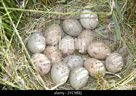 Œufs pondus par un écouvillon ou un pukeko (Porphryio porphyrio), Côte Ouest, Île du Sud, Nouvelle-Zélande, Océanie Banque D'Images