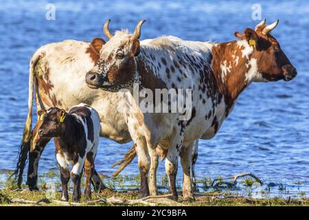 Les vaches avec veaux debout sur la plage Banque D'Images