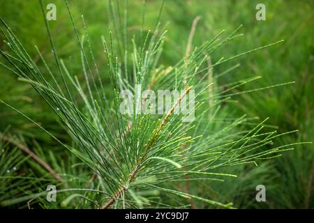 Cemara Udang, pin australien ou pin sifflant (Casuarina equisetifolia) feuilles, foyer peu profond. Arrière-plan naturel. Banque D'Images