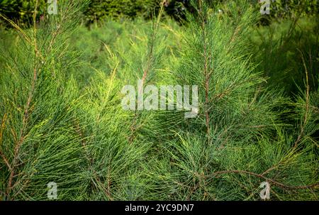 Cemara Udang, pin australien ou pin sifflant (Casuarina equisetifolia) feuilles, foyer peu profond. Arrière-plan naturel. Banque D'Images