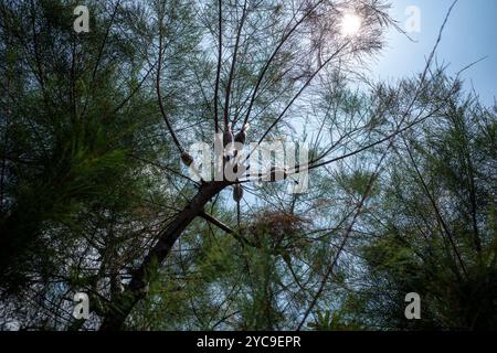 Quelques greffages de plantes sur Cemara Udang, pin australien ou pin siffleur (Casuarina equisetifolia). Banque D'Images