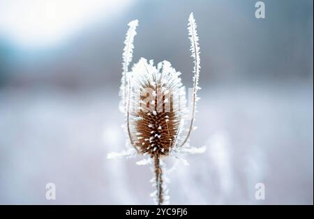 Chardon aux feuilles congelées recouvertes de givre. Plantes sous la neige, jour glacial. Beau chardon avec des feuilles orange sèches en hiver sous la neige Banque D'Images